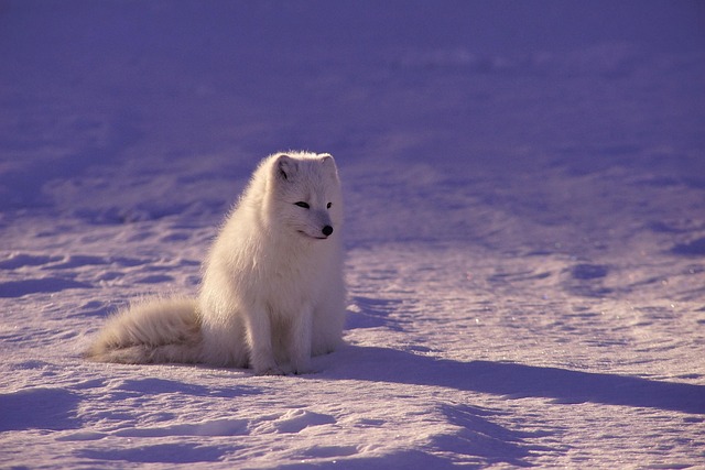 Arctic Wildlife Safari